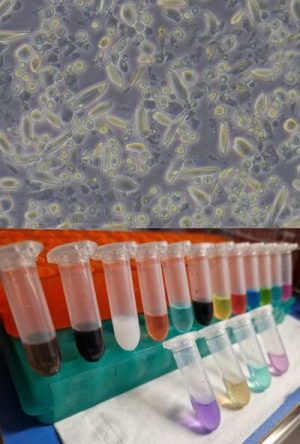 AU41. Image representing the laboratory and cellstone and cells AU41. Image representing the laboratory and cellstone and cells